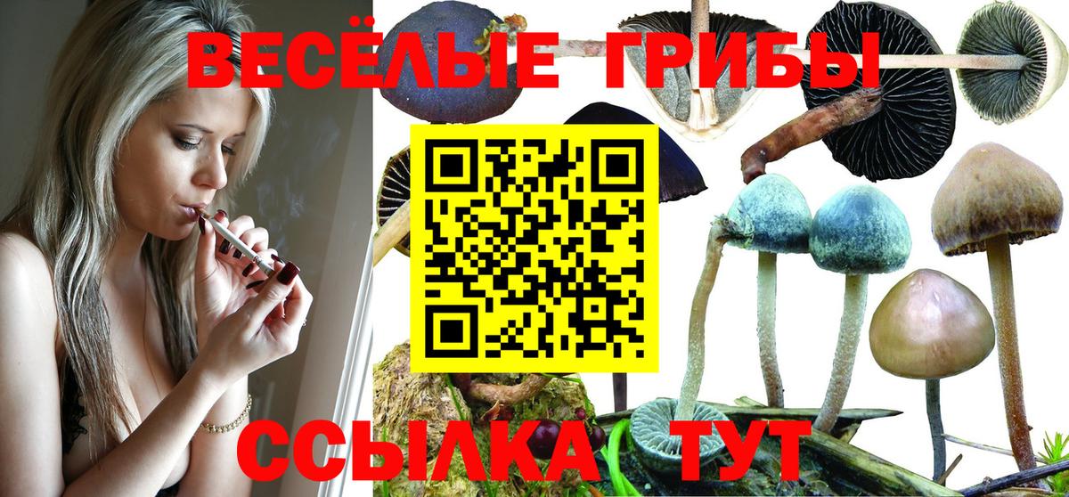 Псилоцибиновые грибы Psilocybe Евпатория